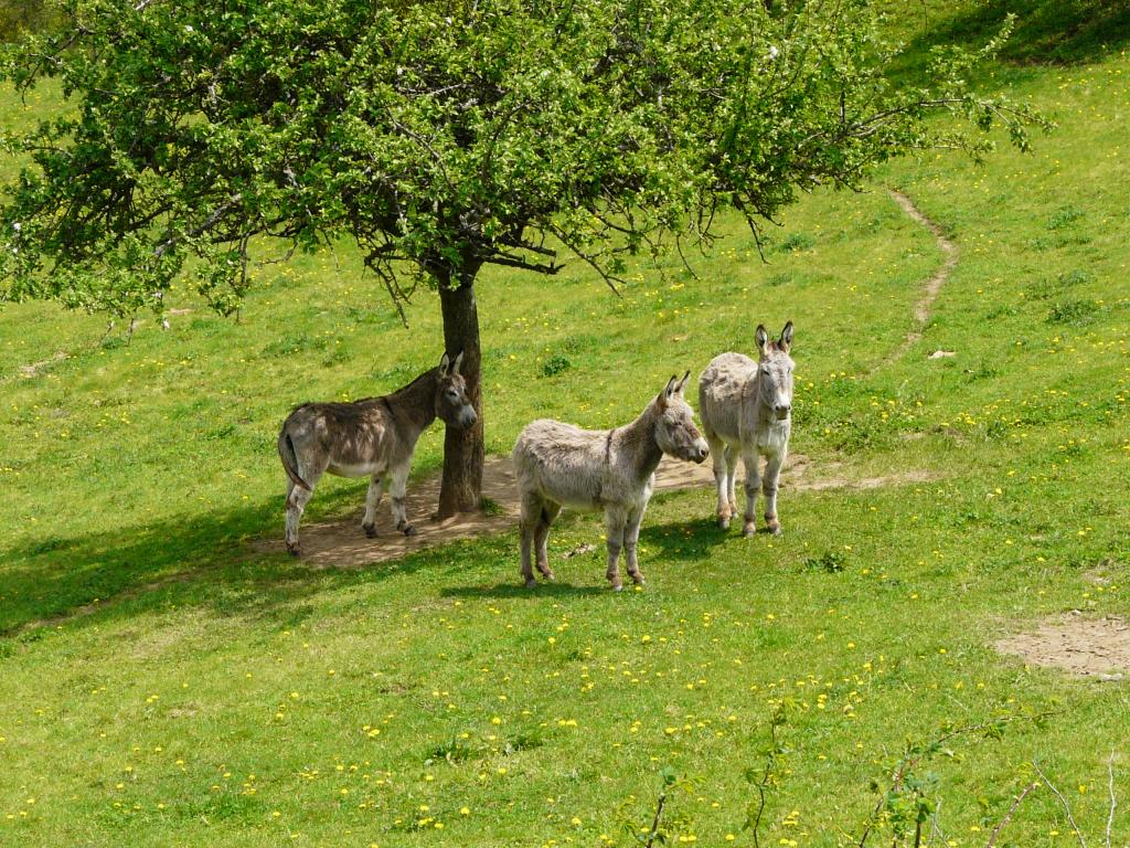 Ardeche, 03-05-09, 13-59.jpg